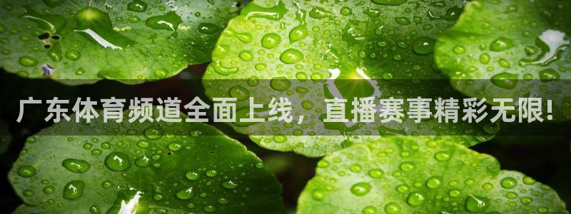 劲爆体育直播：广东体育频道全面上线，直播赛事精彩无限!